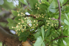 Bursera penicillata